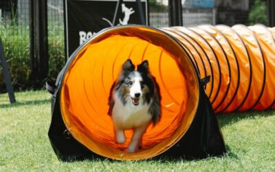 What to Look for in a Dog Boarding Facility: Ensuring a Safe and Comfortable Stay in Doggy Daycare Utah