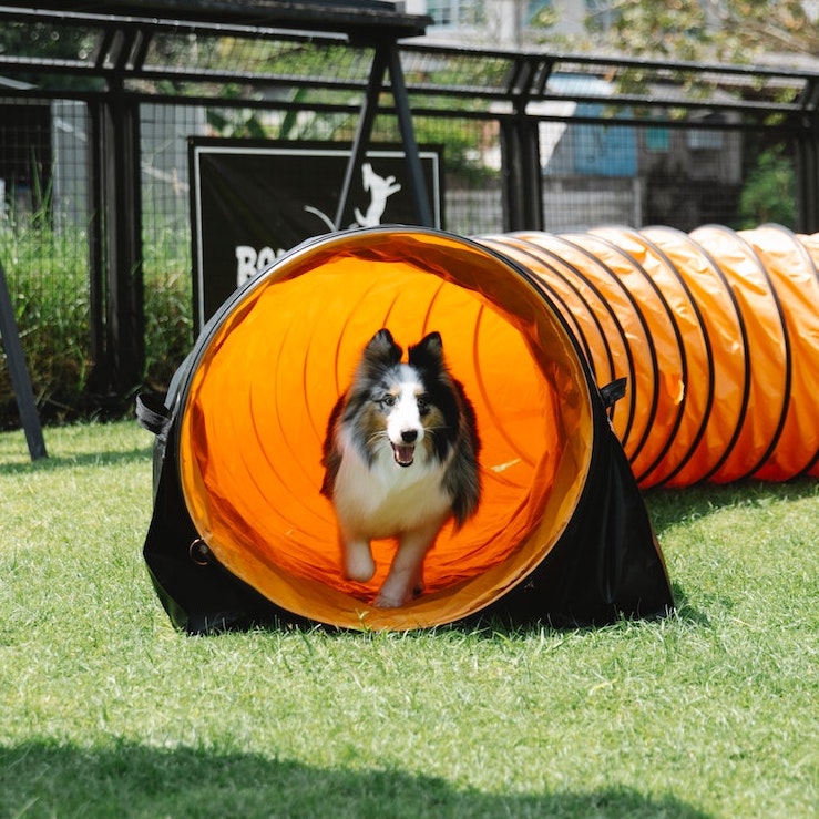 Emergency dog outlet boarding